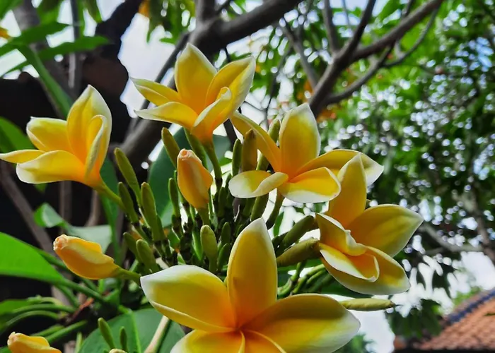 Villia Magnolia Sanur Bali 巴厘島玉蘭別墅 ゲストハウス デンパサール